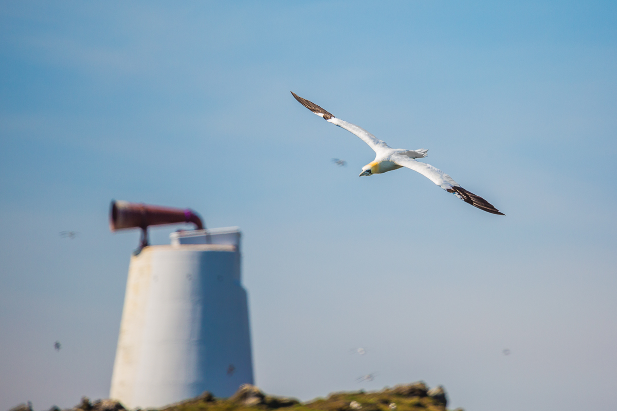 morus-bassanus-gannet-isle-of-may-flight-lighthouse-wildlife-fauna-scotland-UK.jpg