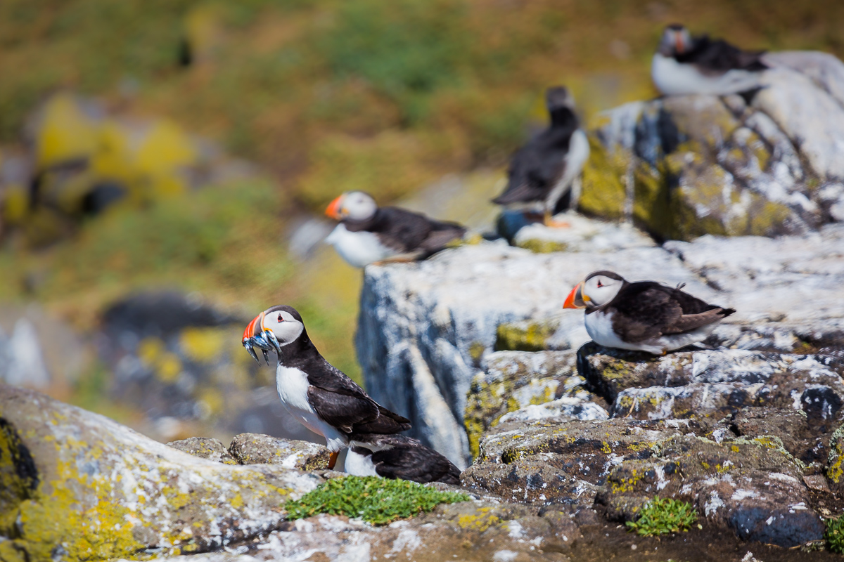 atlantic-puffin-common-fratercula-arctica-isle-of-may-colony-UK-scotland-wildlife-photography-travel-birdwatching-birding.jpg
