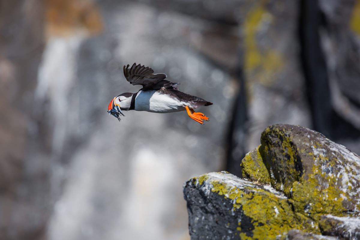 atlantic-puffin-common-fratercula-arctica-isle-of-may-fishing-flying-flight-puffins-amalia-bastos-photography-UK.jpg