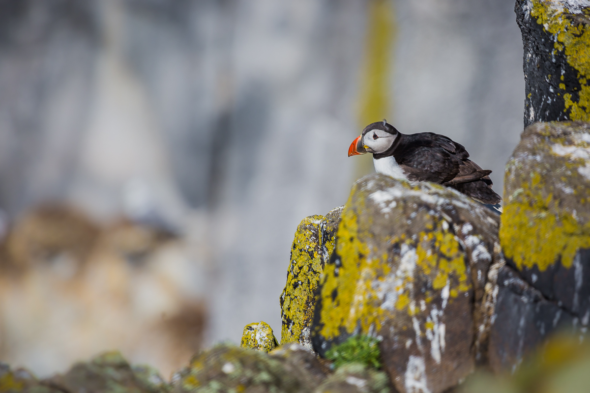 atlantic-puffin-common-fratercula-arctica-isle-of-may-nesting-fishing-scotland-UK.jpg