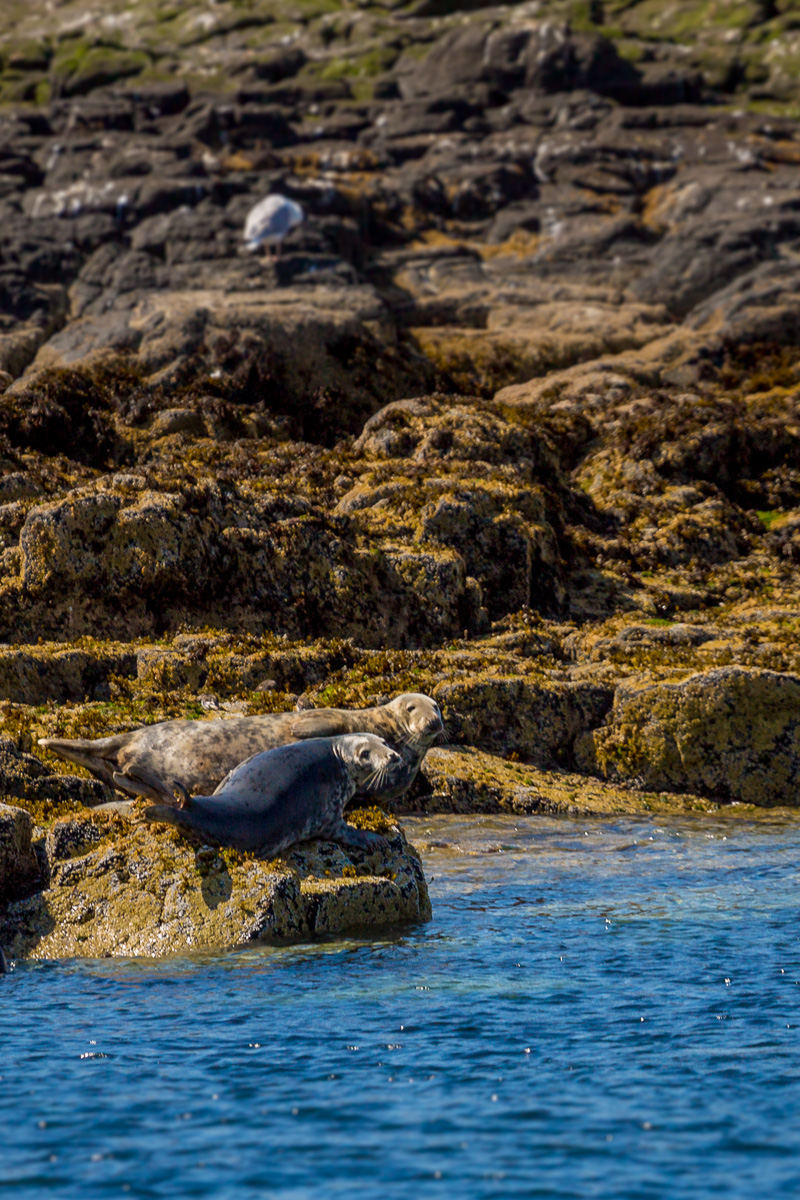 grey-seals-isle-of-may-scotland-uk-wildlife-photography-travel-tourism.jpg