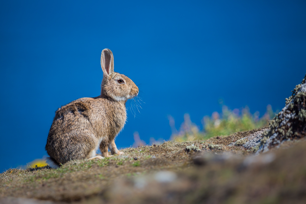 isle-of-may-st-andrews-scotland-wildlife-sightseeing-tour-ferry-cruise-princess-may-hare-rabbit.jpg