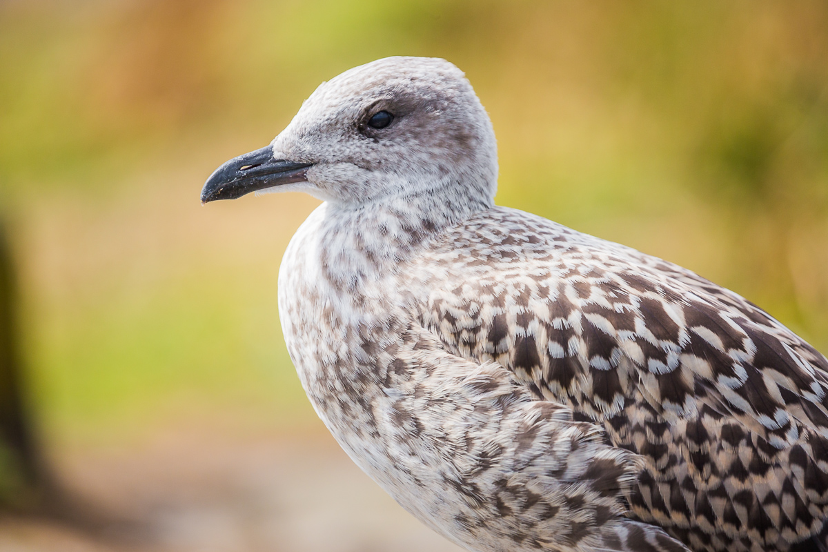 Larus-michahellis-yellow-legged-gull-juvenile-isle-of-may-scotland-UK-st-andrews-breeding.jpg