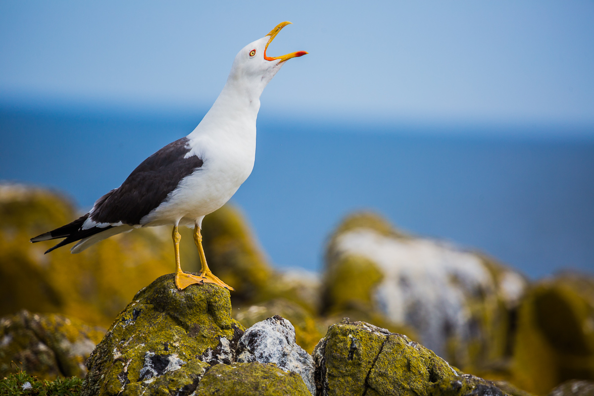 Larus-michahellis-yellow-legged-gull-adult-breeding-isle-of-may-scotland-st-andrews-UK-wildlife.jpg