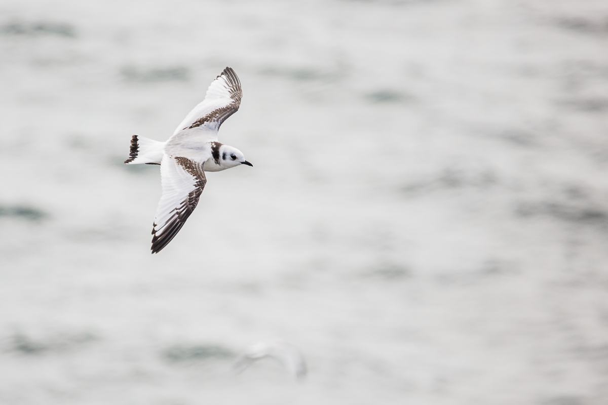 Rissa-tridactyla-black-legged-kittiwake-juvenile-flight-flying-isle-of-may-white-gray-black-bird-ocean-flight-scotland-fauna.jpg