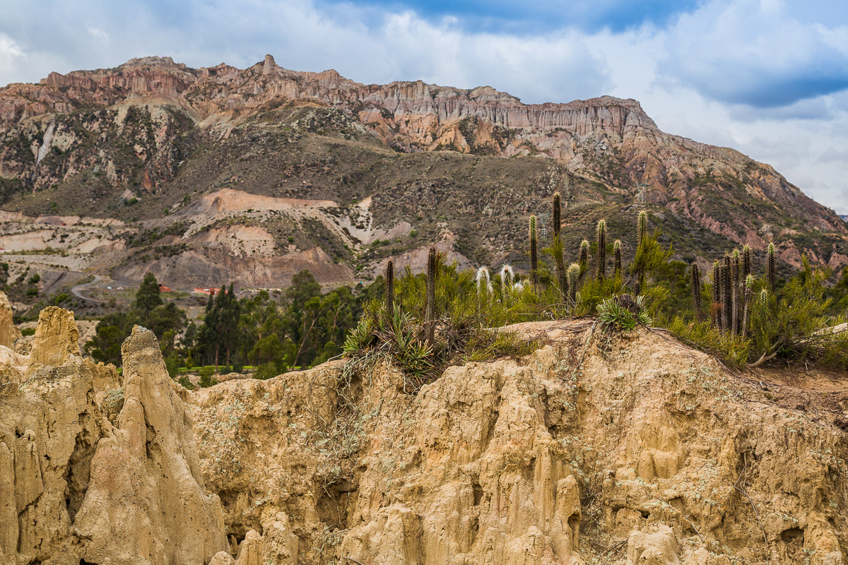 cactus-bolivia-valle-de-la-luna-tourism-trip-travel-expedition-journey-south-america-roadtrip-explore.jpg