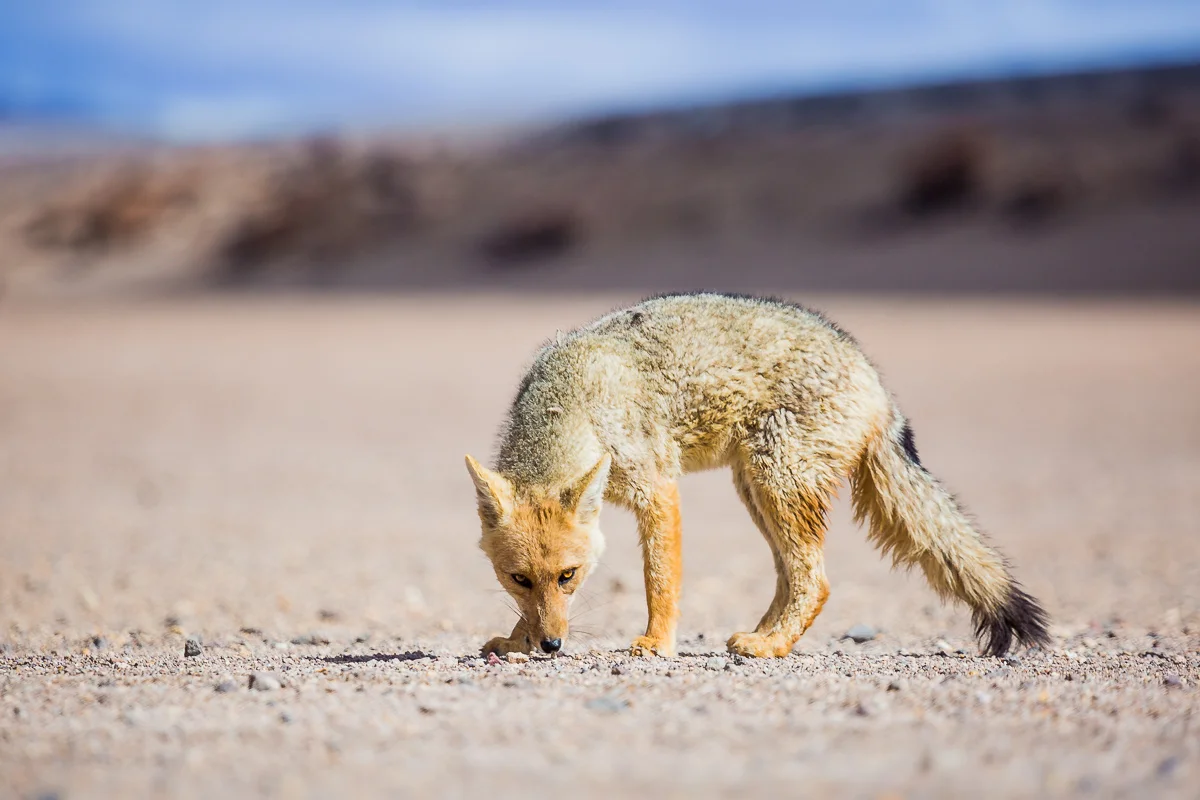 Siloli Desert Fox