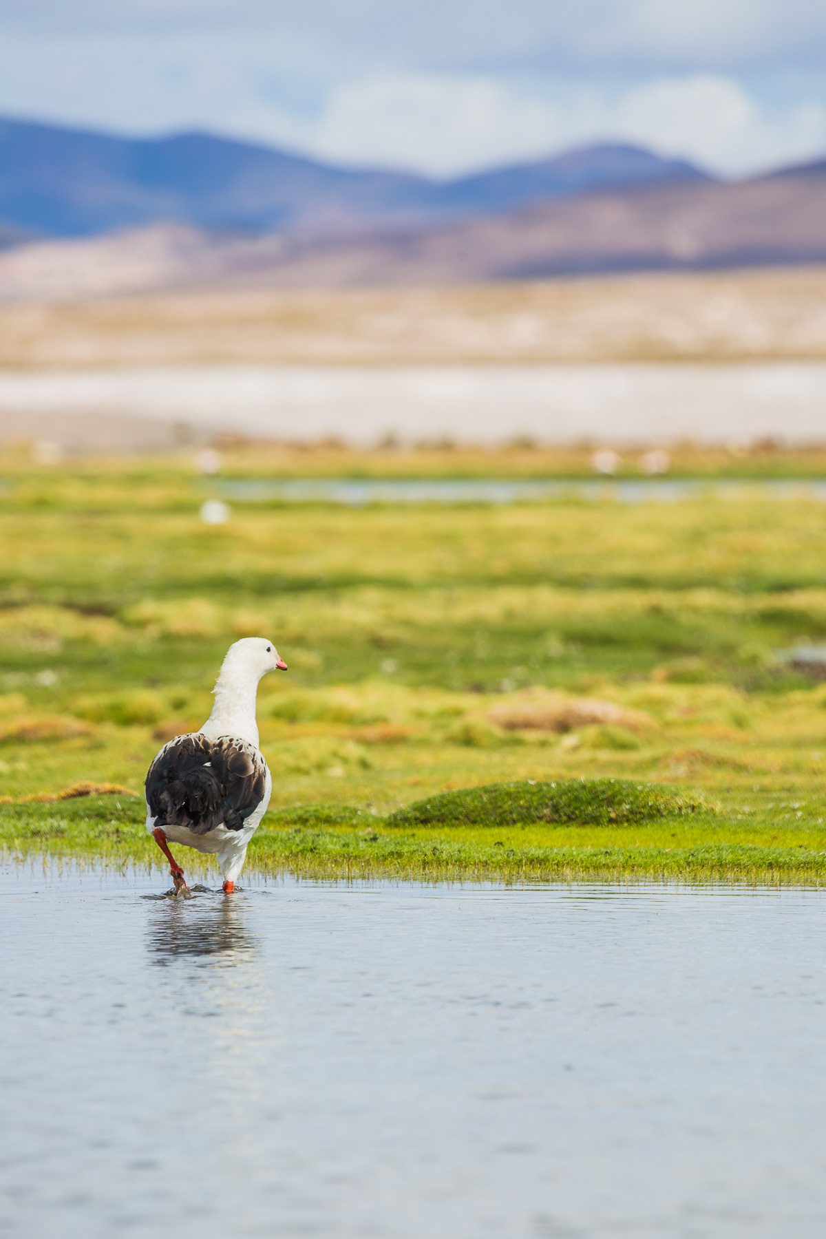 colchani-village-uyuni-llama-valley-photography-landscape-farmland-countryside-rural-bolivia.jpg