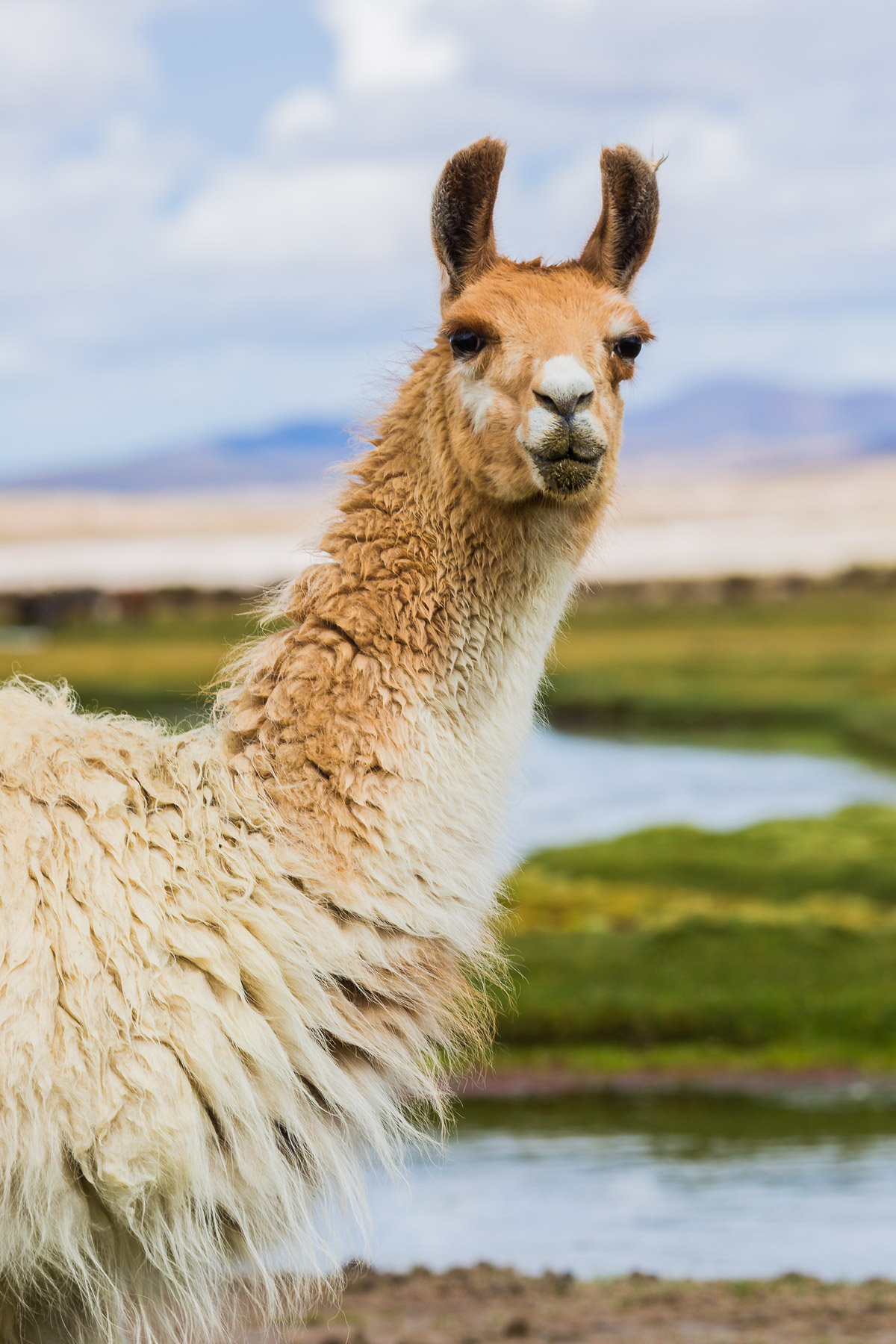 llama-bolivia-portrait-animal-photographer-photography-pet-farm-countryside-rural-south-america.jpg