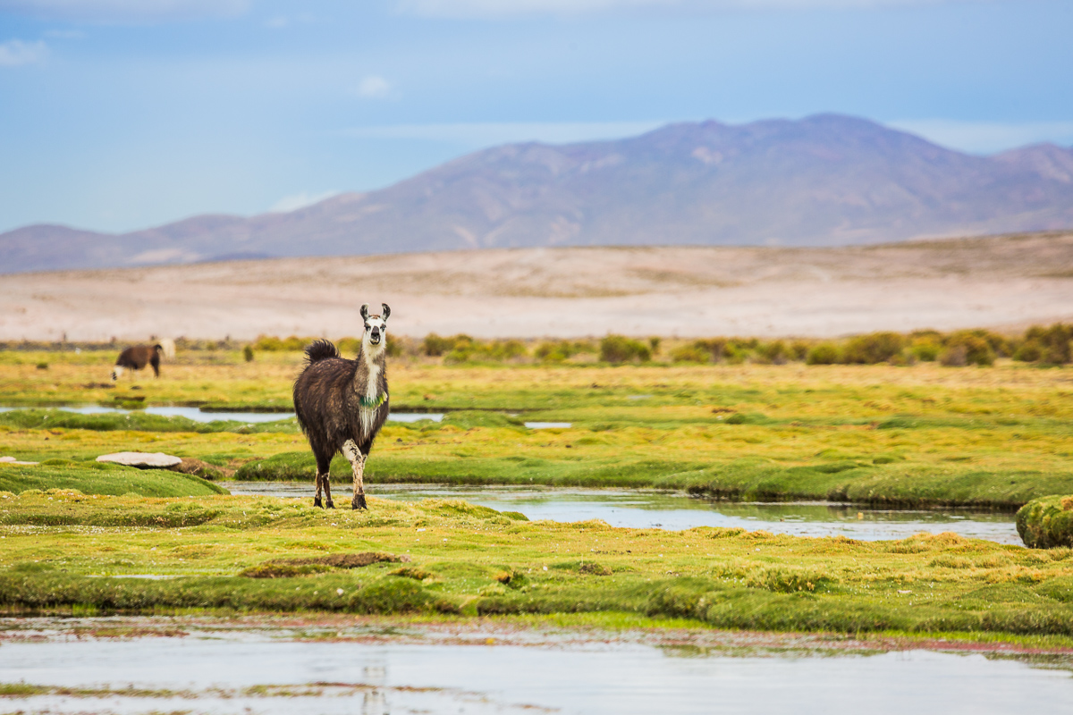 llama-bolivia-traditional-collar-herd-farmland-countryside-travel-photography-bolivian-landscape.jpg