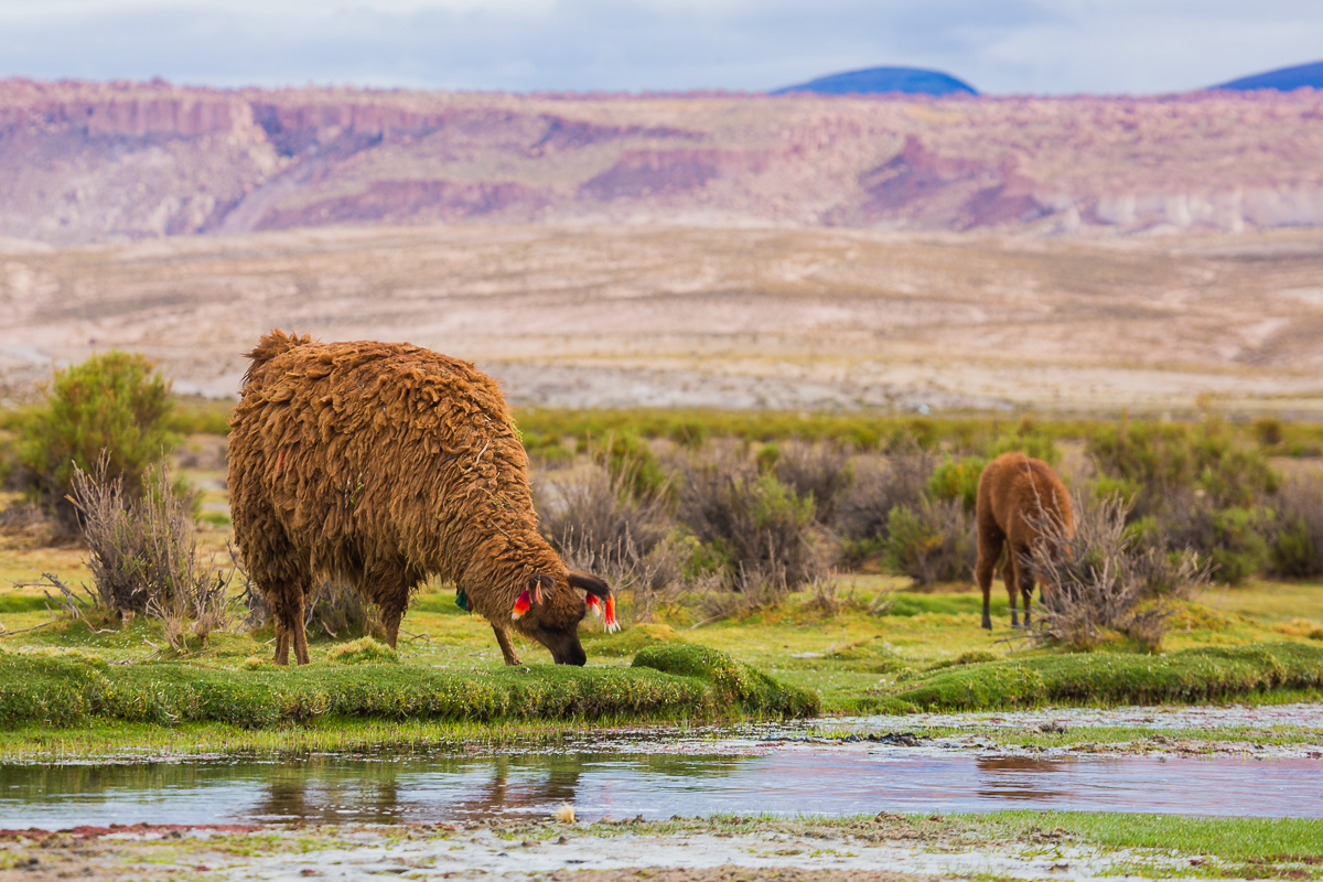 llama-grazing-valley-bolivia-south-america-uyuni-farmland-countryside-farm-travel.jpg