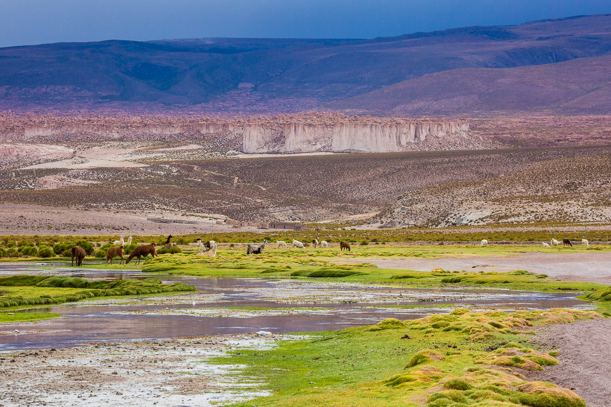 llama-valley-landscape-bolivia-bolivian-green-purple-herd-farming-farmland-rural-countryside.jpg