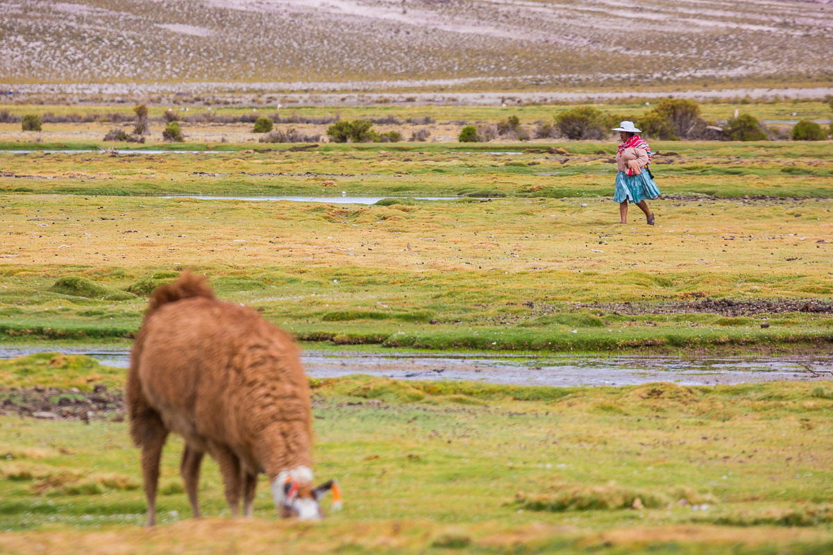 traditional-bolivian-lady-woman-person-shepherd-llama-grazing-travel-photographer-bolivia.jpg