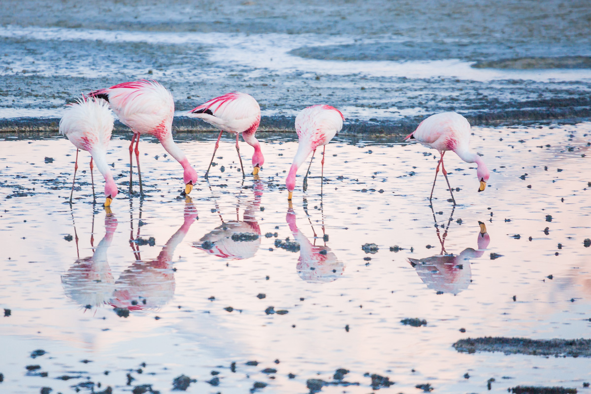 flamingoes-flamingos-bolivia-flamencos-wild-sunrise-ecolodge-los-flamencos-bolivian-eduardo-abaroa-national-park.jpg