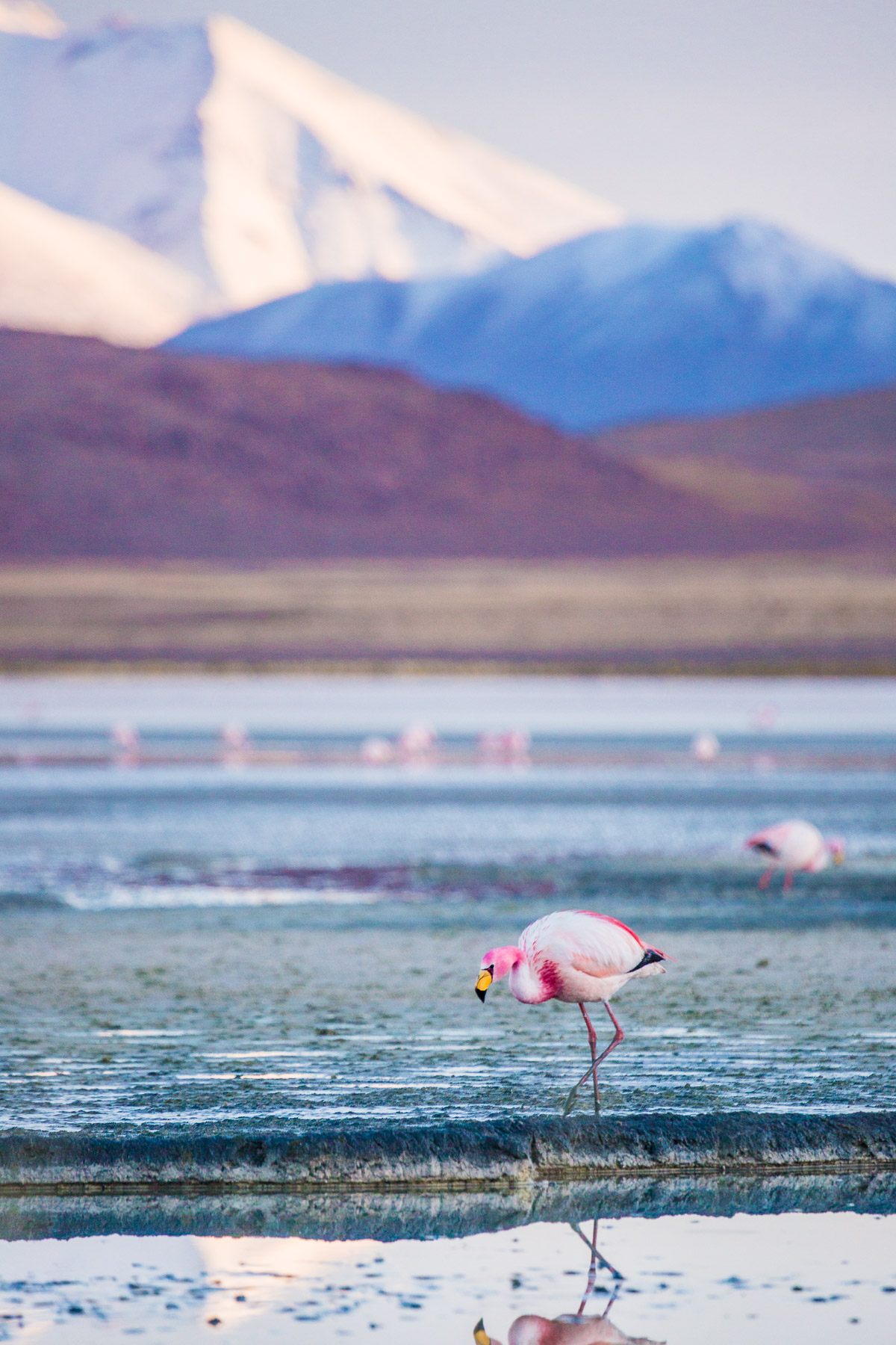 flamingo-laguna-hedionda-bolivia-siloli-desert-eduardo-avaroa-national-park-travel-photographer-wildlife.jpg