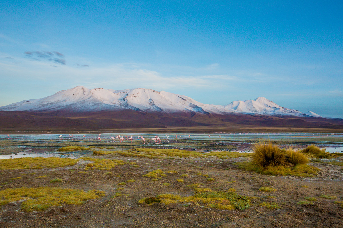 photography-expedition-bolivia-flamingoes-eduardo-avaroa-national-reserve-andean-fauna-sunrise-lake-lagoon.jpg