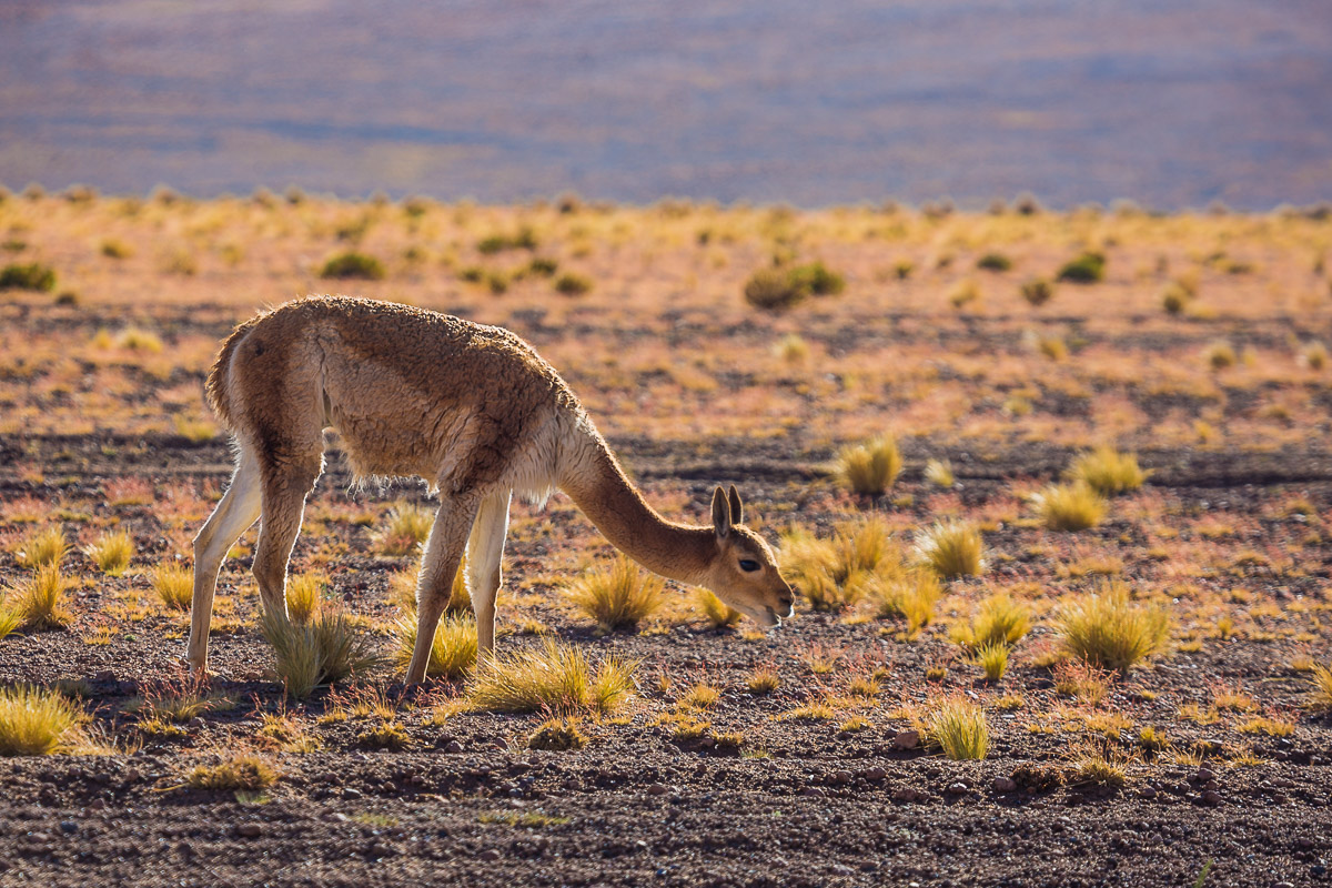 andean-fauna-vicuna-grazing-wild-eduardo-avaroa-national-park-wildlife-photographer-travel-bolivia-workshop-learn.jpg