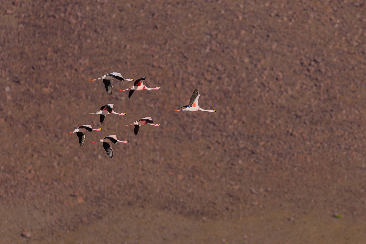 flamingoes-flamingos-flying-lagoon-bolivia-eduardo-avaroa-park-reserve-andean-fauna-travel-expedition-adventure.jpg