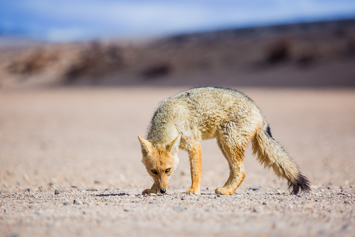 amalia-bastos-photography-zorro-fox-vulpes-national-park-reserve-eduardo-avaroa-andean-fauna-bolivia-wildlife.jpg