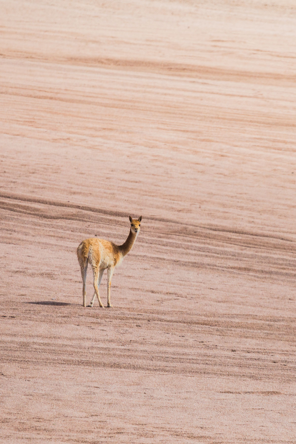 vicuna-portrait-wildlife-photography-travel-bolivia-bolivian-fauna-animals-eduardo-avaroa-national-park-travel.jpg