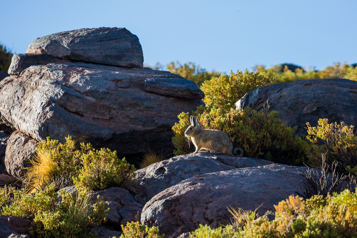viscacha-vizcacha-bolivia-bolivian-fauna-eduardo-avaroa-national-reserve-wildlife-photography-adventure-travel.jpg
