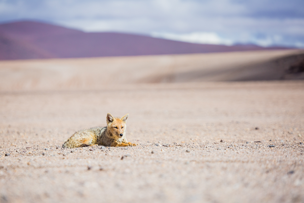 wildlife-national-park-eduardo-avaroa-reserve-fox-vulpes-bolivian-animals-fauna-bolivia-bolivian-travel-photograph.jpg