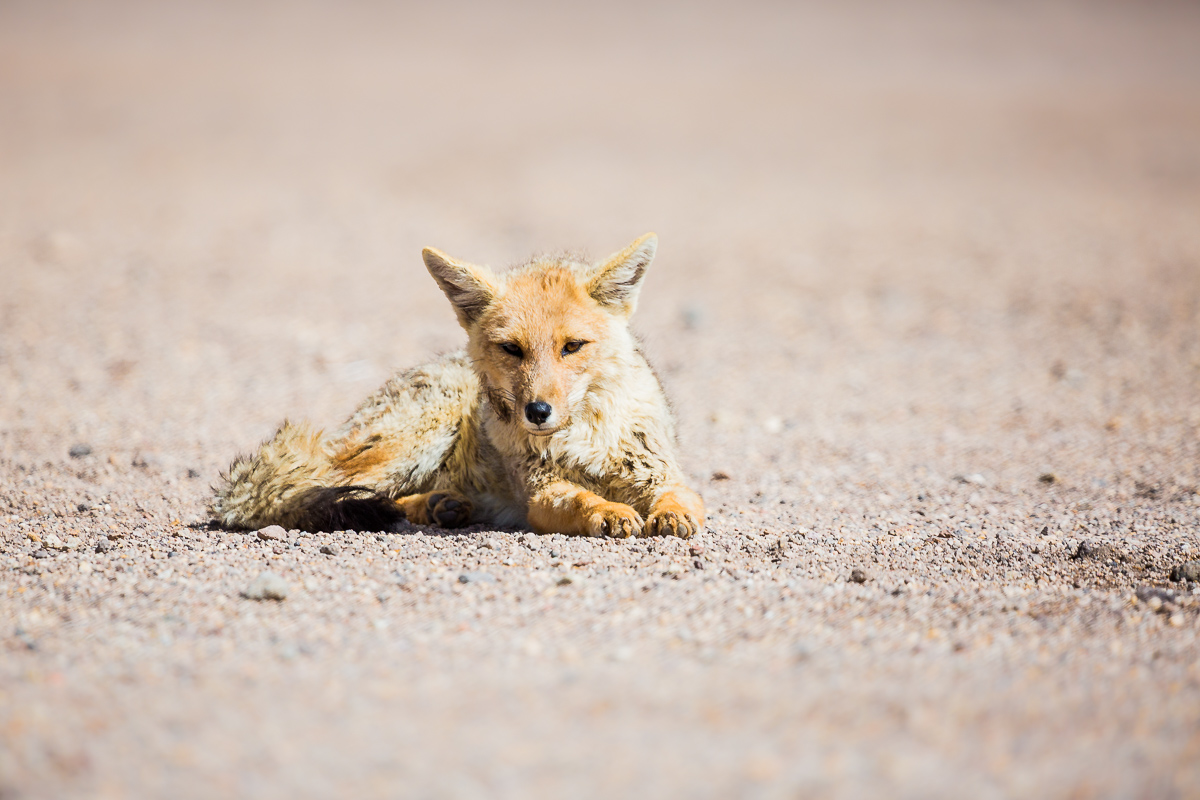 zorro-fox-raposa-bolivia-eduardo-avaroa-national-park-arbol-de-piedra-wildlife-animals-bolivian-fauna-photographer.jpg