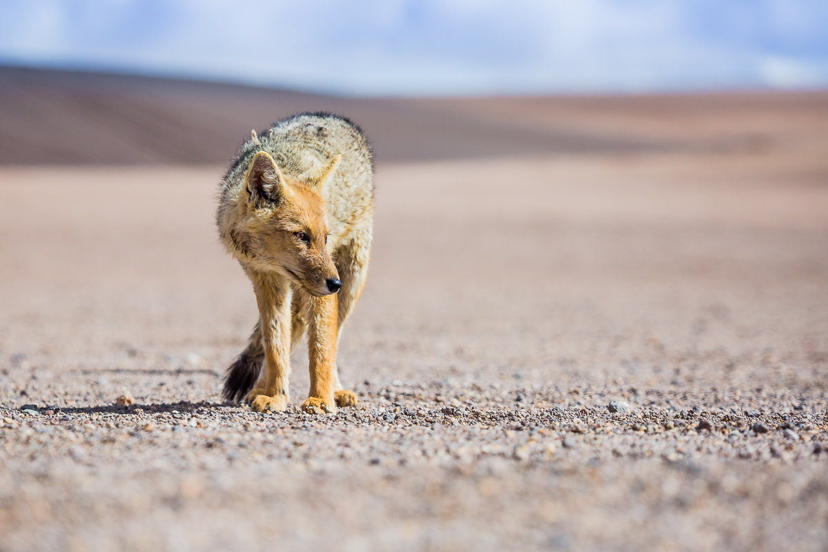 zorro-fox-bolivia-vulpes-andean-fauna-eduardo-avaroa-national-park-andean-wildlife-travel-photography-expedition.jpg