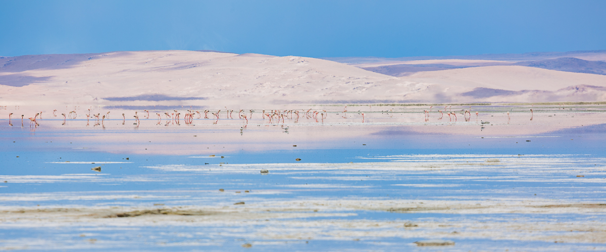 lagoon-flamingoes-bolivia-south-america-panorama-photography-expedition-travel-flamingos-wildlife-trip-adventure.jpg