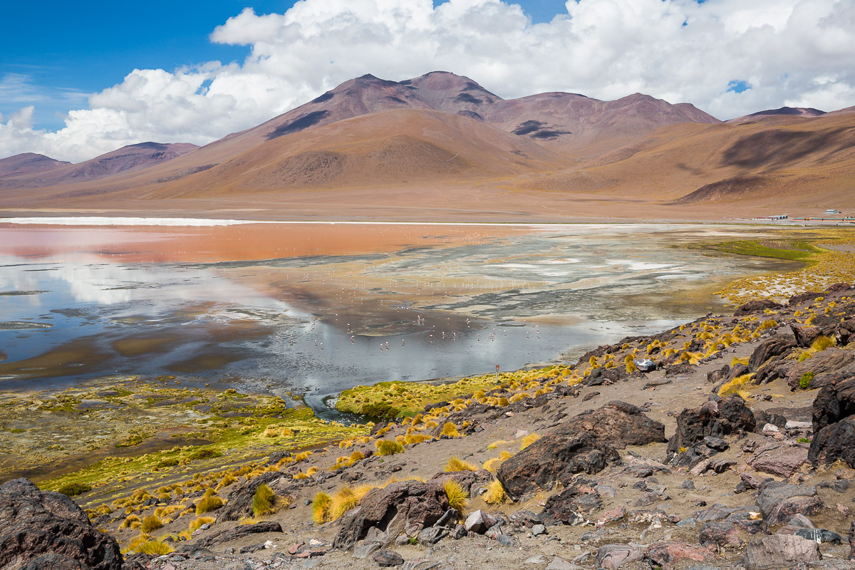bolivia-travel-eduardo-abaroa-national-reserve-andean-fauna-laguna-colorada-flamingoes-red-lagoon-pink-water-color.jpg