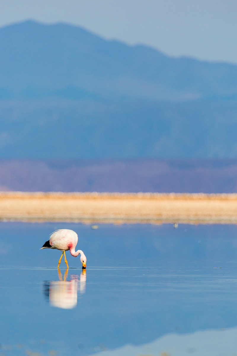 flamingo-lagunas-altiplanicas-lagoons-andean-atacama-chile-flamingo-widlife.jpg