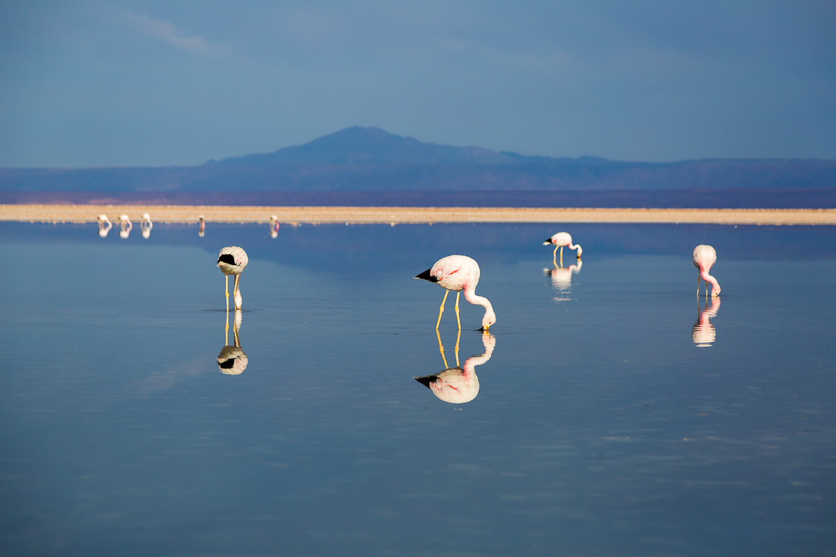 flamingos-flamingoes-feeding-foraging-south-america-chile-atacama-desert-lagunas-altiplanicas-altiplane-lagoons.jpg