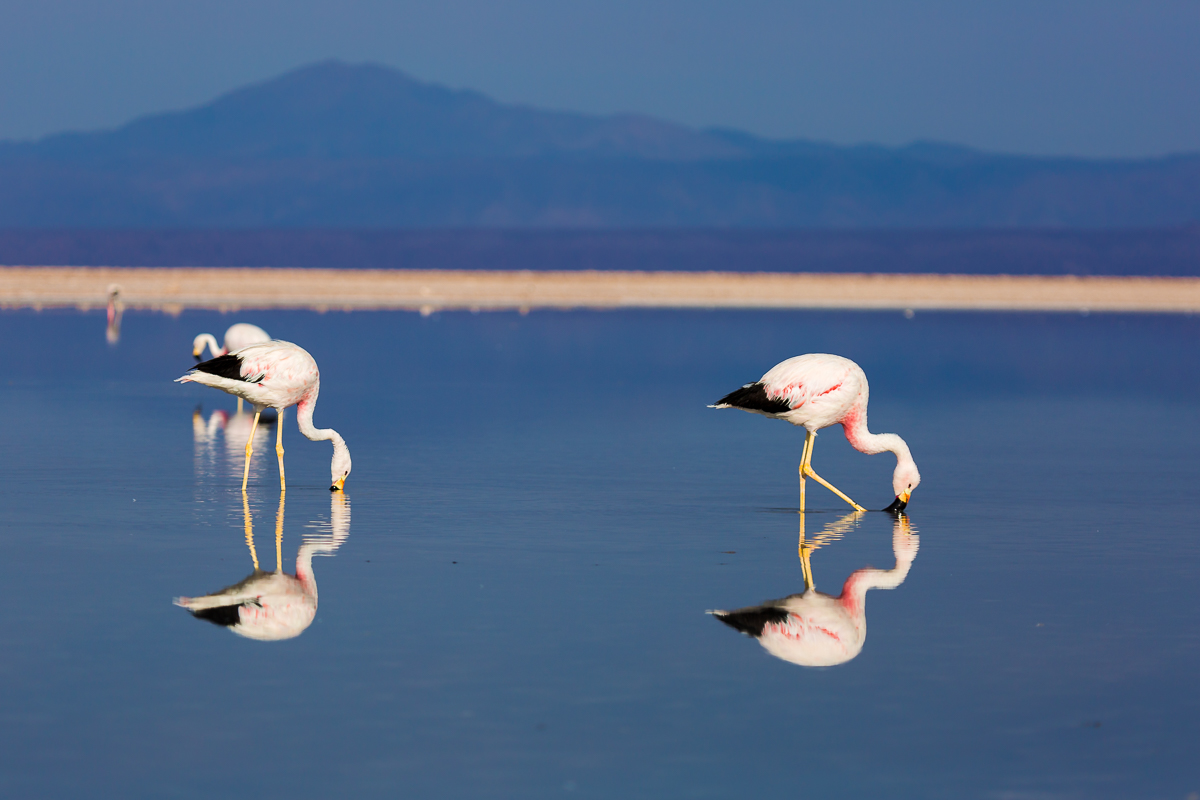 flamingos-flamingoes-atacama-desert-wildlife-photography-chile-birds-avian-pink-blue.jpg
