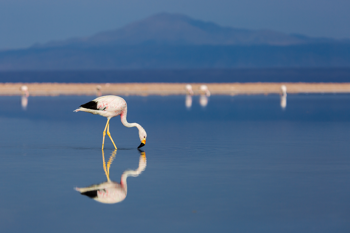 flamingo-wildlife-lagunas-altiplanicas-chile-wildlife-south-america-lagoons-flamingoes-wildlife-amalia-bastos-photography.jpg