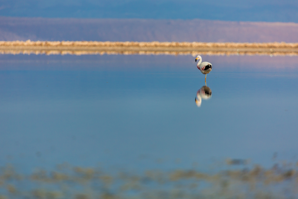 flamingo-wildlife-chile-south-america-lagoon-altiplanica-lagunas-wildlife-photography.jpg