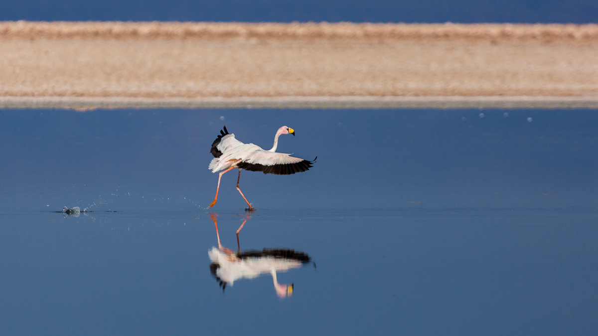 flying-flamingo-landing-altiplanicas-lagunas-chile-south-america-lagoons-wildlife-photography.jpg