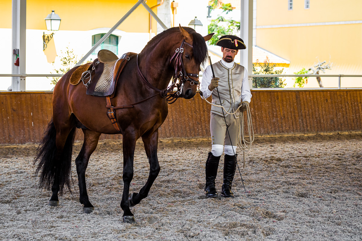 dressage-lusitano-horse-training-escola-portuguesa-da-arte-equestre-equestrian-school.jpg