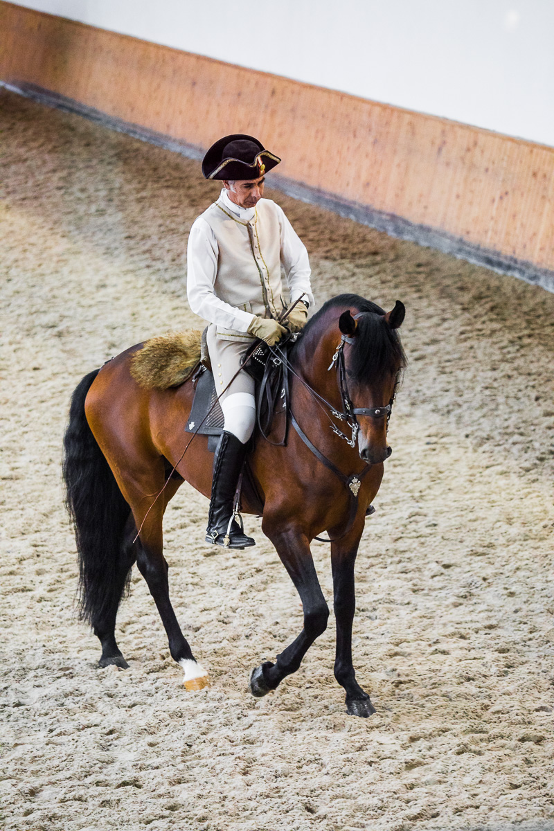 equestrian-art-school-dressage-training-presentation-morning-picadeiro-lusitano-horse-lisbon-travel-tourism.jpg