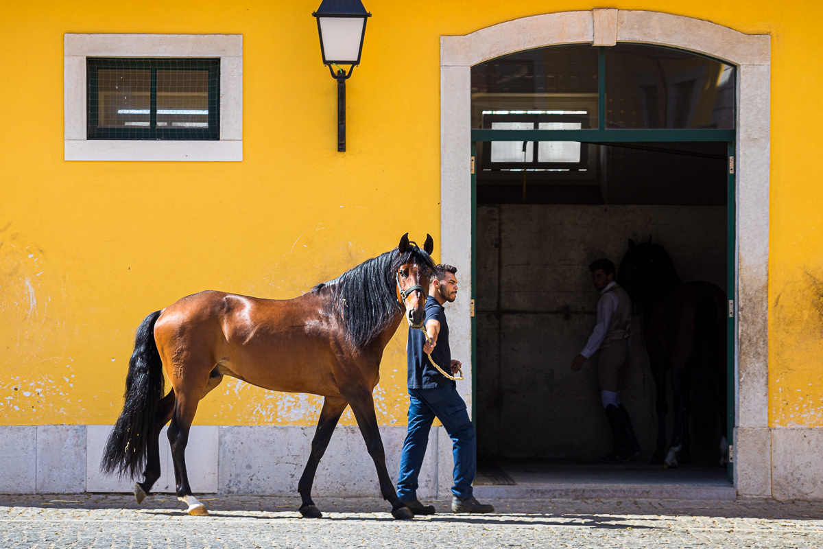 dressage-school-escola-portuguese-da-arte-equestre-equestrian-art-lusitano-horse-stables.jpg