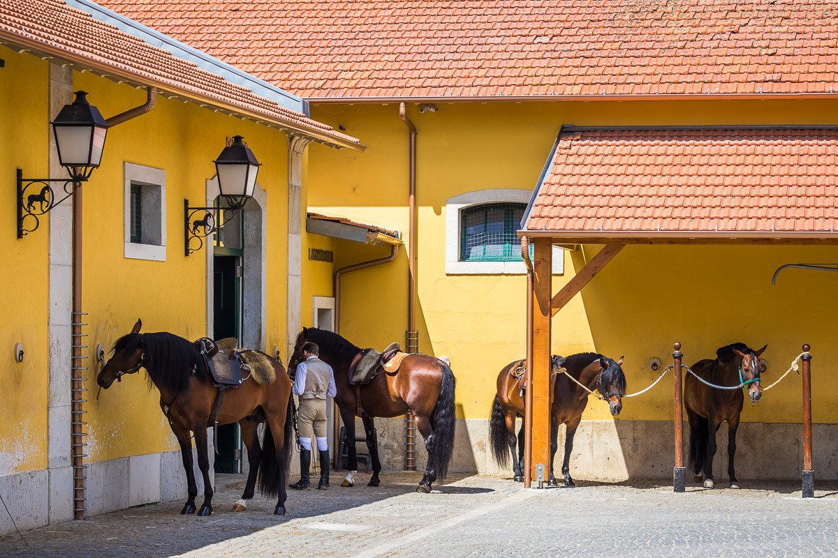 stables-dressage-escola-portuguesa-da-arte-equestre-equestrian-school-training-groom.jpg