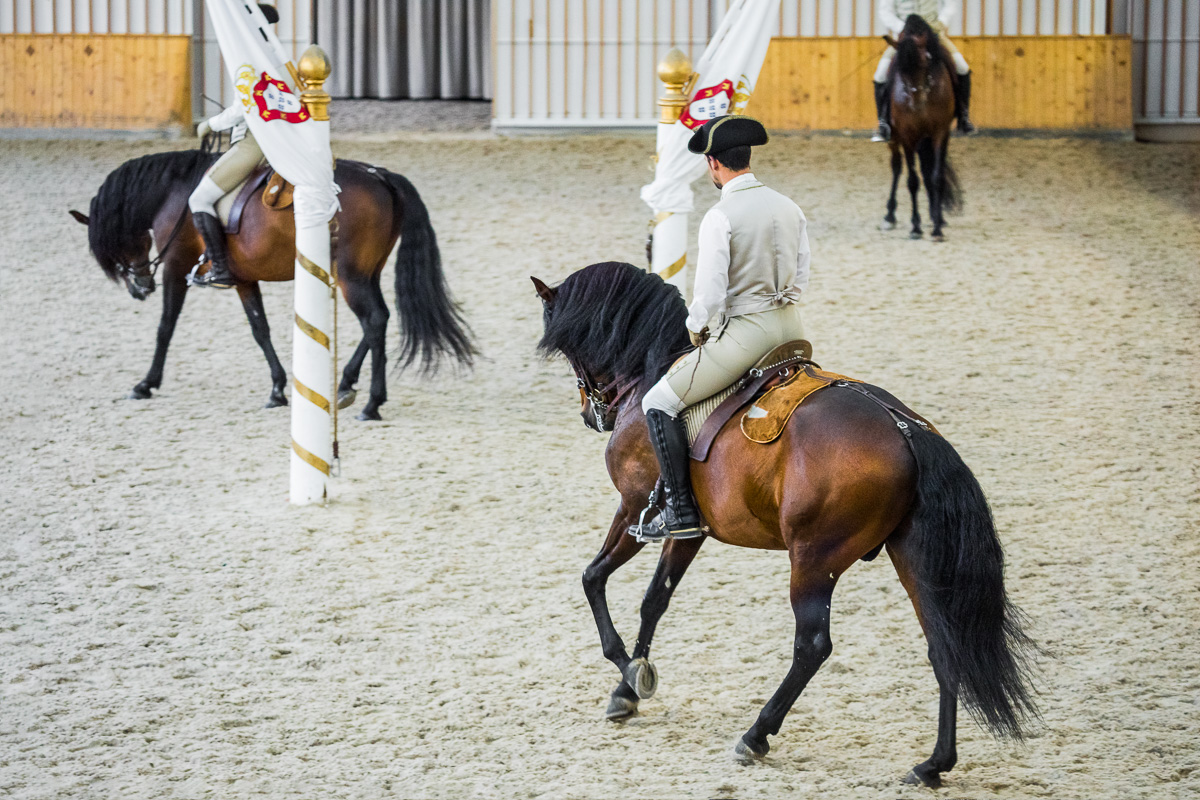 tourism-portugal-lisbon-lisboa-walk-trot-lusitano-horse-practice-training-dressage-equestrian-art.jpg