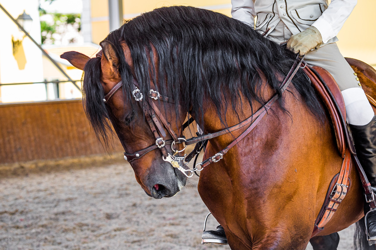 lusitano-horse-dressage-portugal-lisbon-portuguese-school-equestrian-horse-arte-equestre-training.jpg