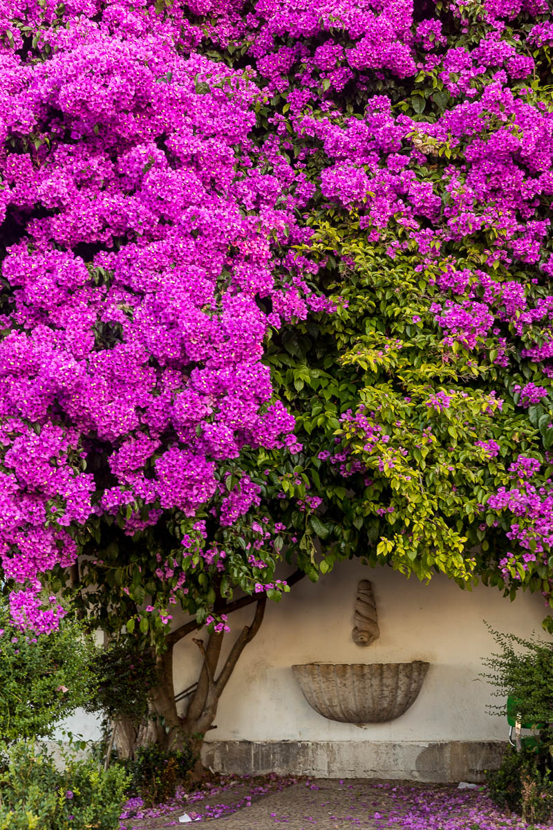 miradouro-santa-luzia-bougainvillea-flowers-pink-lisbon-lisboa-detail-wall-city-morning.jpg