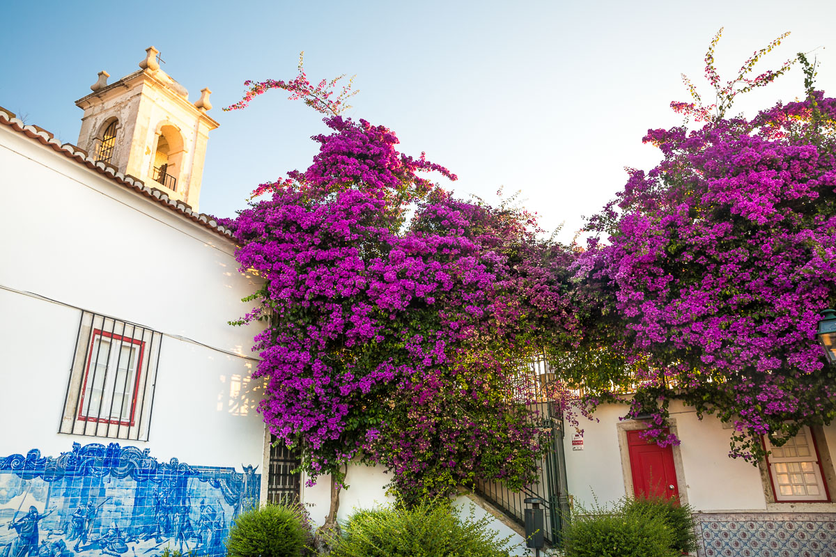 sunrise-miradouro-santa-luzia-bougainvillea-flowers-golden-light-morning-lisbon-lisboa.jpg