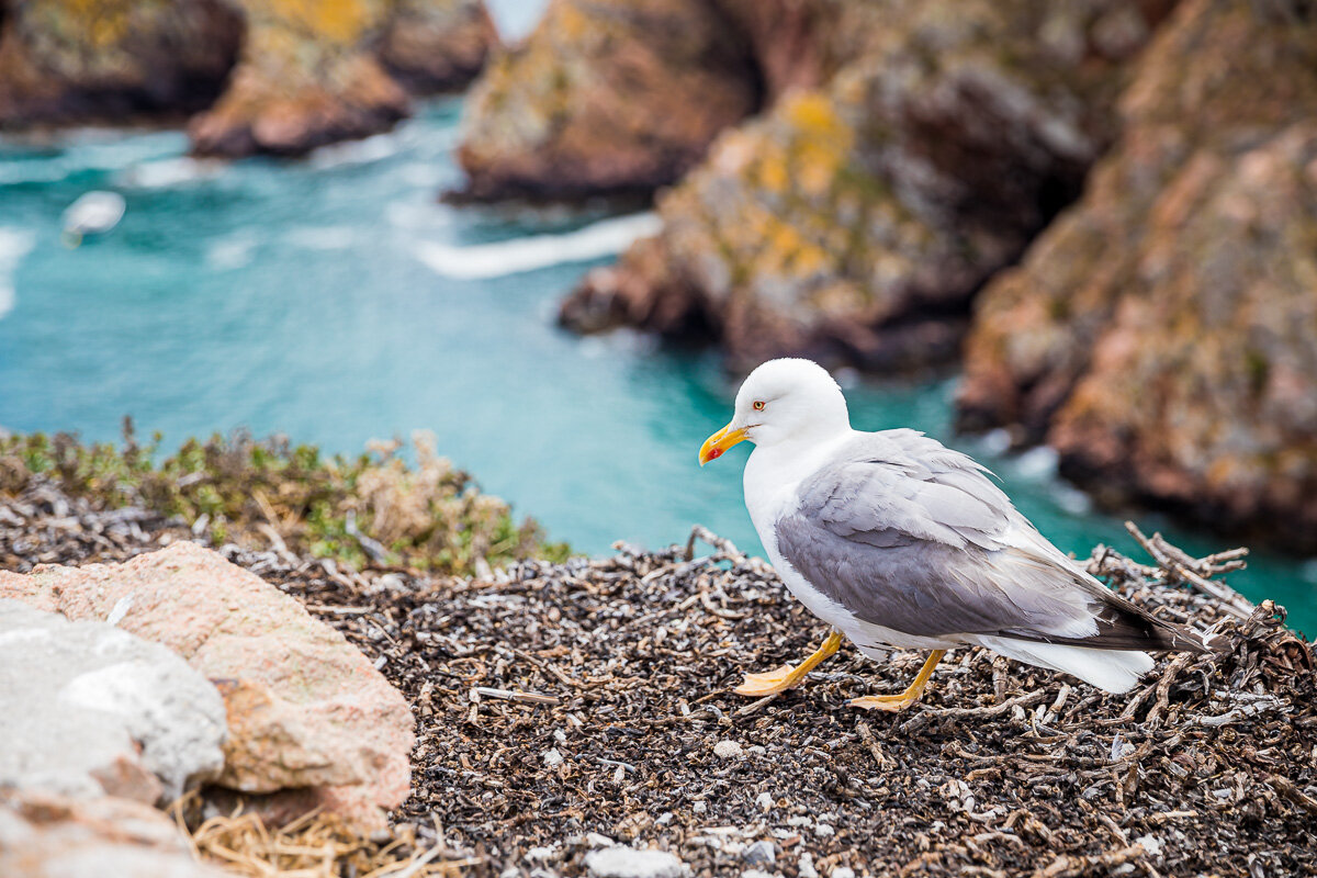 berlenga-island-seagull-wildlife-seabird-ocean-bird-avian-photography-photographer-travel.jpg