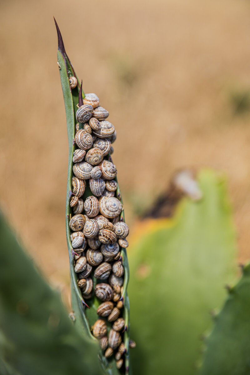 berlenga-snails-island-wildlife-macro-photography-detail-travel-animal-fauna.jpg