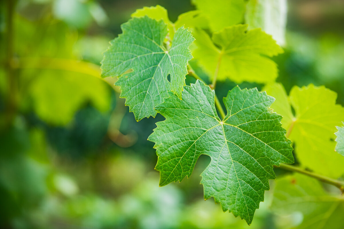 wine-plant-vines-leaf-leaves-macro-photography-travel-portugal-tasting-douro-valley.jpg