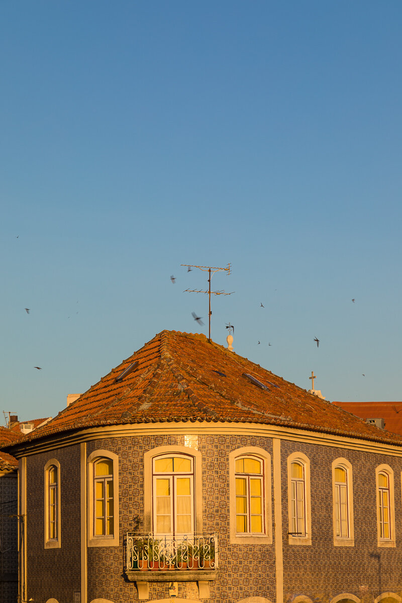 aveiro-swallows-portuguese-portugal-wildlife-golden-hour-photographer-travel-portugal-waterfront-city.jpg