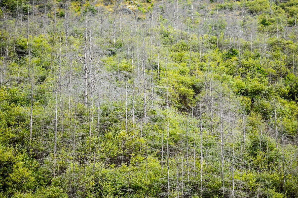 detail-queenstown-travel-new-zealand-south-island-vegetation-invasive-pine-trees.jpg