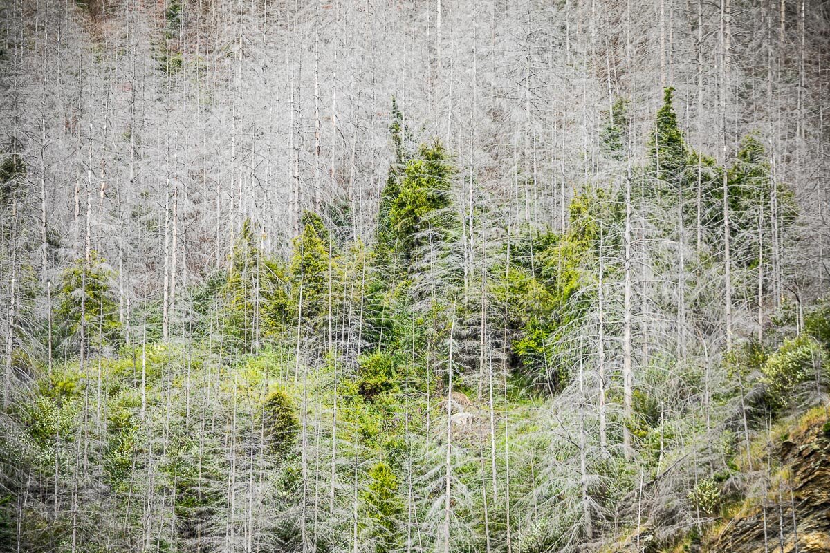 trees-pine-invasive-species-new-zealand-south-island-queenstown-photography-texture.jpg